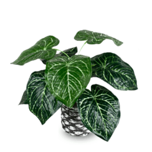 Small Artificial Syngonium Batik Table Plant in Cement Pot