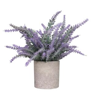 Small Table Plant R in Pulp Pot